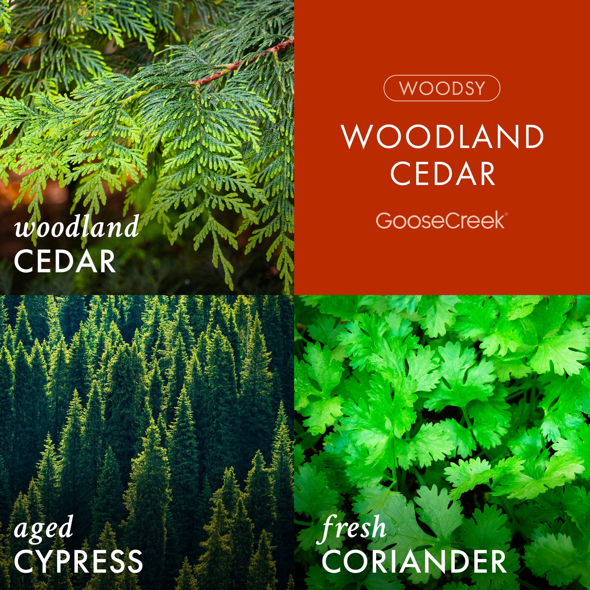 Woodland Cedar 3-Wick Candle